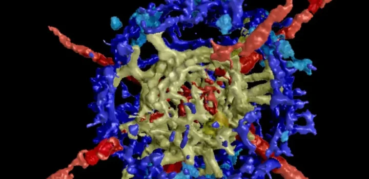 WEB Des fossiles caches revelent les secrets des oceans avant 1024x684 1