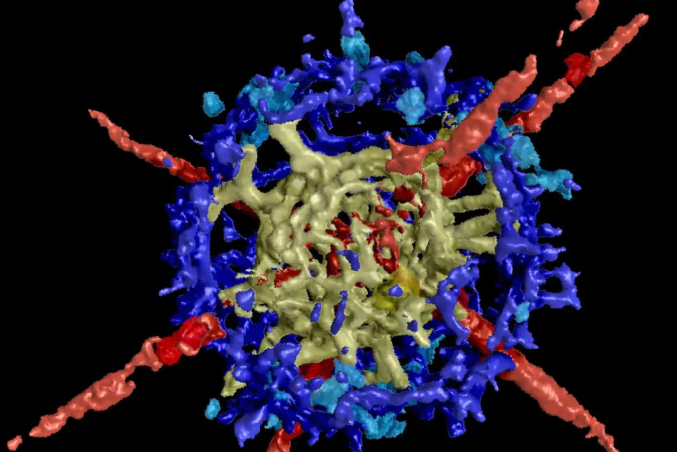 Un ancien radiolaire